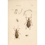 Clairville (Joseph Philippe de). Entomologie Helvétique, 1st edition, 1798