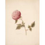 * Botanical drawings. A collection of watercolours of flowers and fruit, 19th-early 20th century