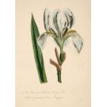 * Botanical Watercolours. An album of 24 botanical watercolours