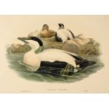 * Gould (J. & Richter H. C.). Three lithographs of Birds, 1862 - 73