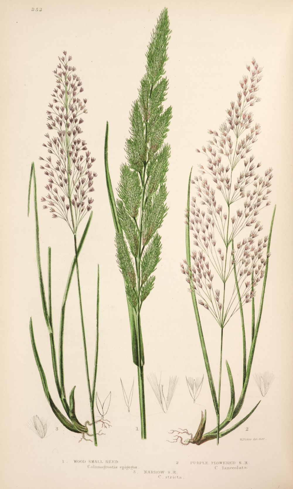 Pratt (Anne). The British Grasses and Sedges, 1st edition, 1859