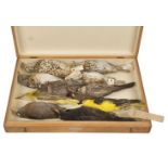 * Taxidermy. Collection of thrush specimens including golden oriole by Rowland Ward, 1889-1926