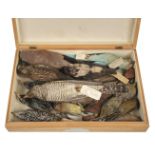 * Taxidermy. Collection of miscellaneous bird specimens, c.1902-39