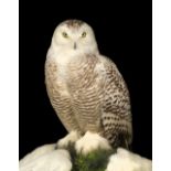 * Taxidermy. Snowy owl by Rowland Ward Ltd, early 20th century