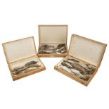 * Taxidermy. Collection of wader specimens, c.1885-1925