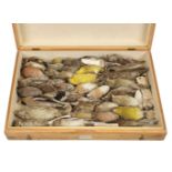 * Taxidermy. Collection of finch and bunting specimens, c.1900-25