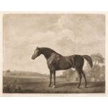 Stubbs (George Townly, 1756-1815). A complete series of 14 stipple engravings of racehorses