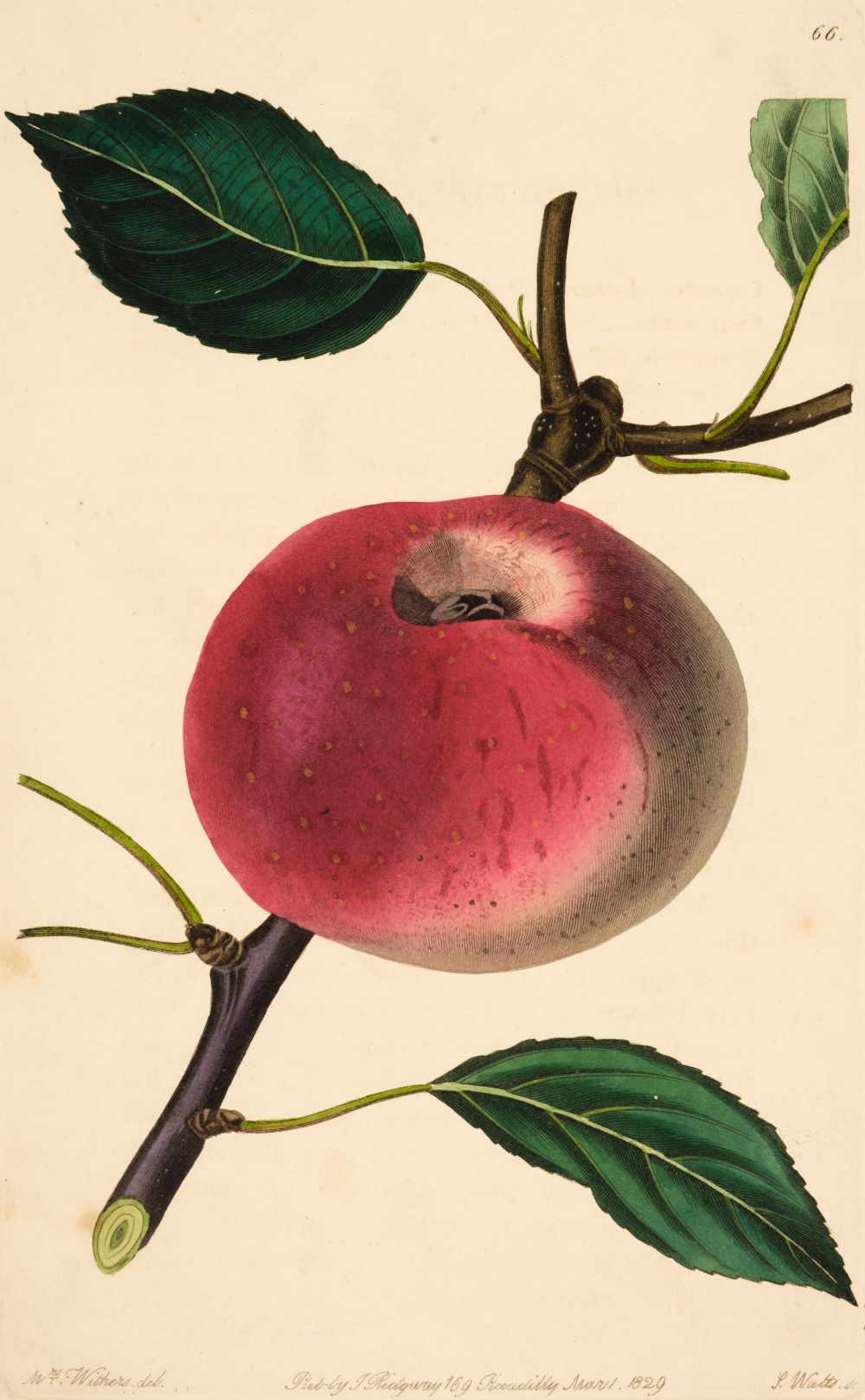 * Pomological Magazine. A collection of 46 plates of Fruit, James Ridgeway, circa 1840