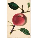 * Pomological Magazine. A collection of 46 plates of Fruit, James Ridgeway, circa 1840