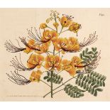 * Botany. A collection of approximately 315 prints & engravings, mostly 19th century