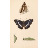 Morris (F.O.). A History of British Butterflies, 1872