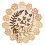 * Dried specimens. An album of fern doilies, Jamaica, late 19th century