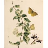 * Butterflies, Moths & Insects. A mixed collection of approximately 100 prints, 19th century