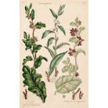 * Hill (John). A collection of 28 plates originally published in 'The British Herbal', circa 1756