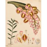 * Andrews (Henry). A collection of 34 Botanical plates, 1797 - 1814