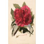 Morris (Richard). Flora Conspicua, 2nd edition, 1830