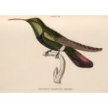 * Jardine (William). A collection of approximately 85 engravings of birds, circa 1835