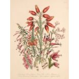 * Loudon (Mrs Jane). A collection of 33 botanical lithographs, circa 1850