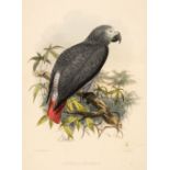 Keulemans (John Gerard). A Natural History of Cage Birds