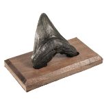 * Megalodon Tooth. Miocene Period