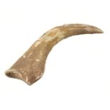 * Theropod Claw. Therapod Manus Claw