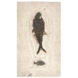 * Fossil Fish Group. Fossil fish, comprising Diplomistus (big herring) and Priscacara (perch-like
