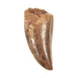 * Carcharodontosaurus Tooth. A large dinosaur tooth from the Cretaceous of Morocco