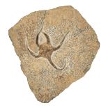 * Starfish Fossil Assemblage. (Ophiuroidea SP), Upper Ordovician, Anti Atlas, Morocco