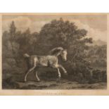 * Stubbs (George, 1724-1806). Horse at Play, by W. Byrne, 1795