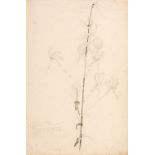 ARR * § Nash (John, 1893-1977). Study of Michauxia Campanuloides or André Michaux’s Campanula