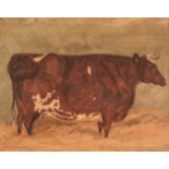 * English Naive School (late 18th century). Young Dandy, portrait of a Longhorn bull