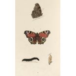 Morris (F.O.) A History of British Butterflies, 1864