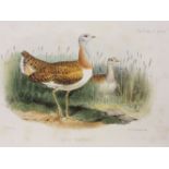 Birds of British Counties. A collection of late 19th & early 20th-century British counties