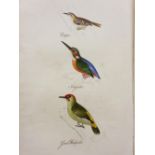 British Ornithology. A collection of late 19th & early 20th-century British ornithology reference