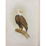 Ornithology. A collection of 19th & early 20th-century ornithology reference