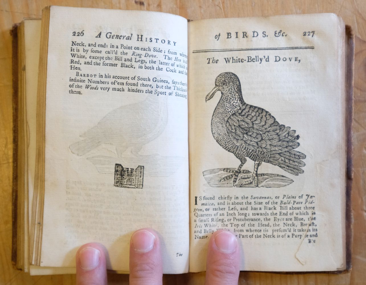 Ornithologia Nova. A New General History of Birds, vol. 1, & Ornithologia Nova, vol. 2, 1745 - Image 15 of 15