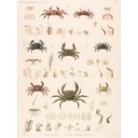 * Crustaceans. A set of 8 large engravings, Paris, 1809 - 22