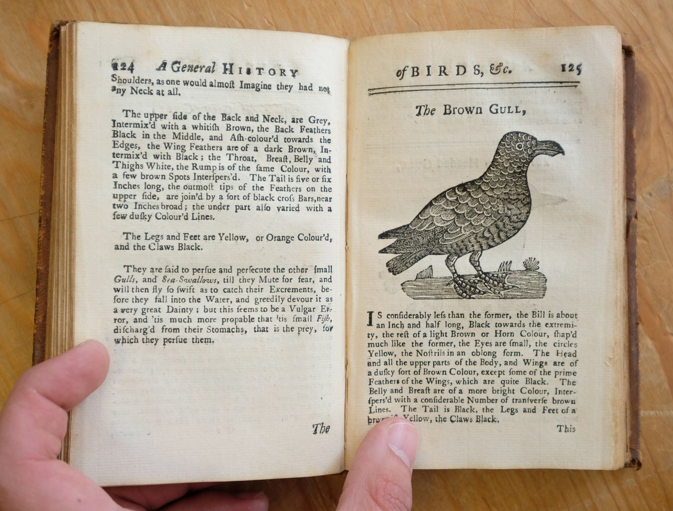 Ornithologia Nova. A New General History of Birds, vol. 1, & Ornithologia Nova, vol. 2, 1745 - Image 8 of 15