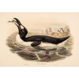 * Gould (John & Richter H. C.). A collection of 14 lithographs of Sea Birds 1862 - 73
