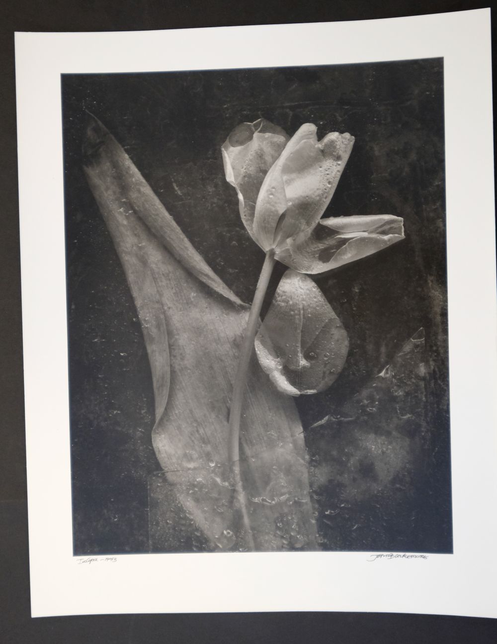 * Blakemore (John, 1936-). Tulipa, 1983 - Image 6 of 7