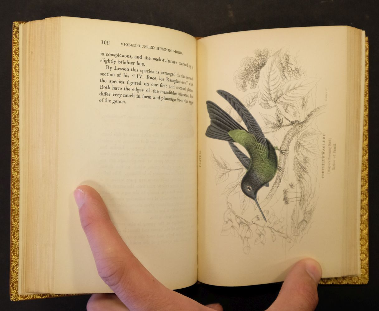 Jardine (William). The Natural History of Hummingbirds, - Image 7 of 12