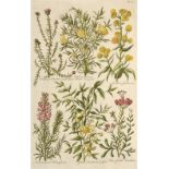 * Hill (John). A collection of 20 botanical prints, circa 1757