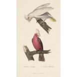 * Australia & New Zealand. A mixed collection of approximately 45 prints,18th & 19th century