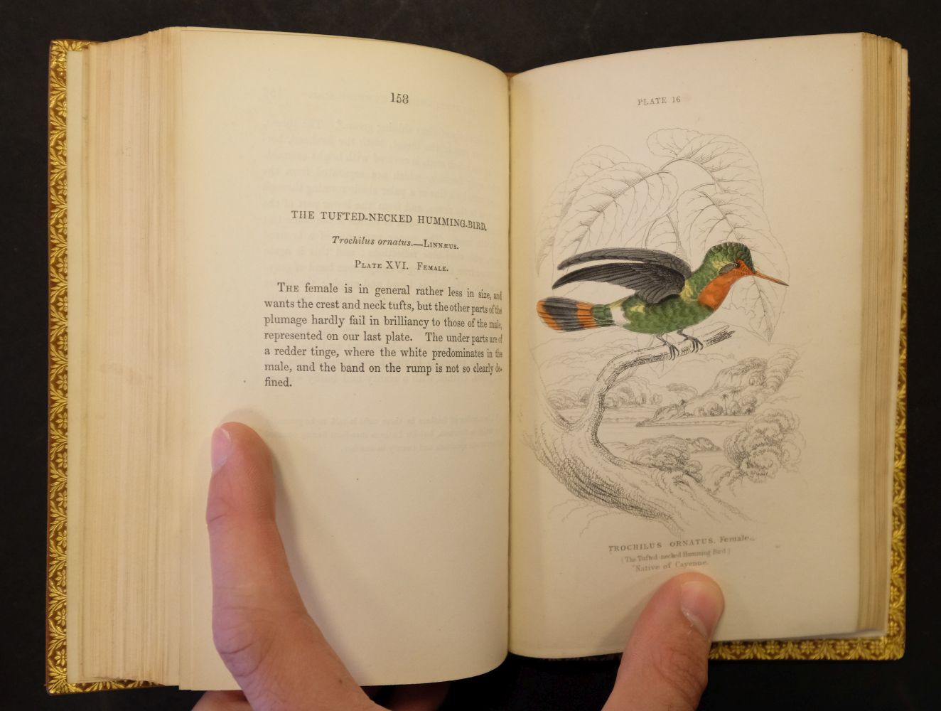 Jardine (William). The Natural History of Hummingbirds, - Image 12 of 12