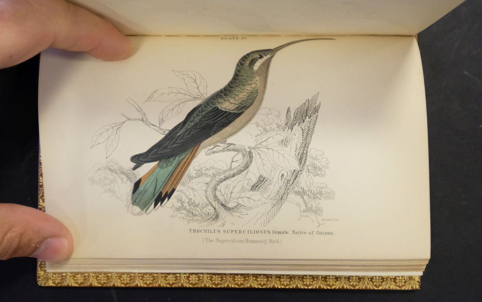 Jardine (William). The Natural History of Hummingbirds, - Image 8 of 12