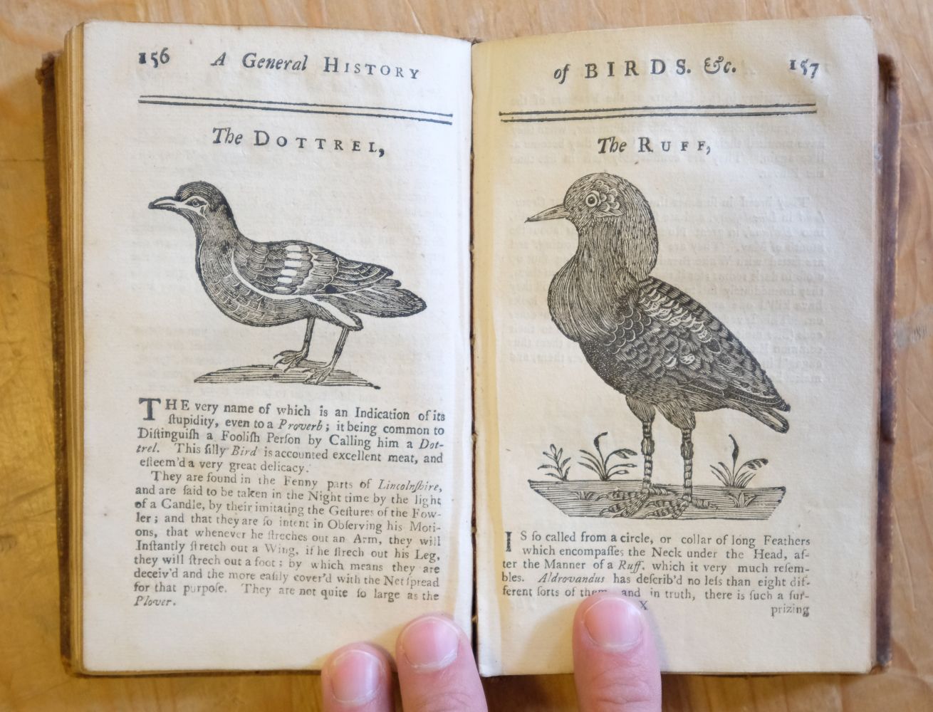 Ornithologia Nova. A New General History of Birds, vol. 1, & Ornithologia Nova, vol. 2, 1745 - Image 14 of 15