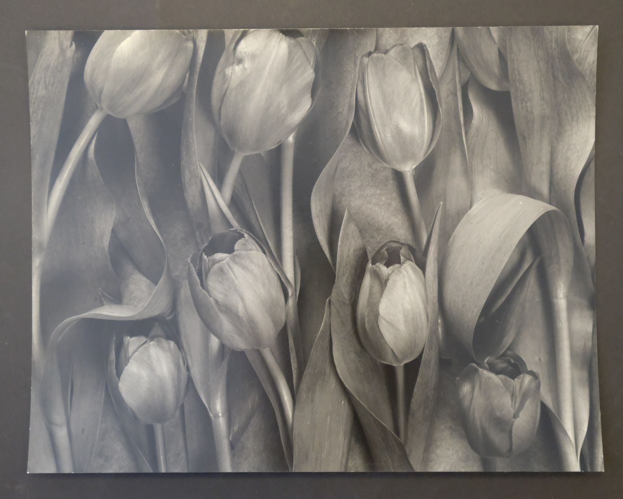 * Blakemore (John, 1936-). Tulipa, 1983 - Image 2 of 7