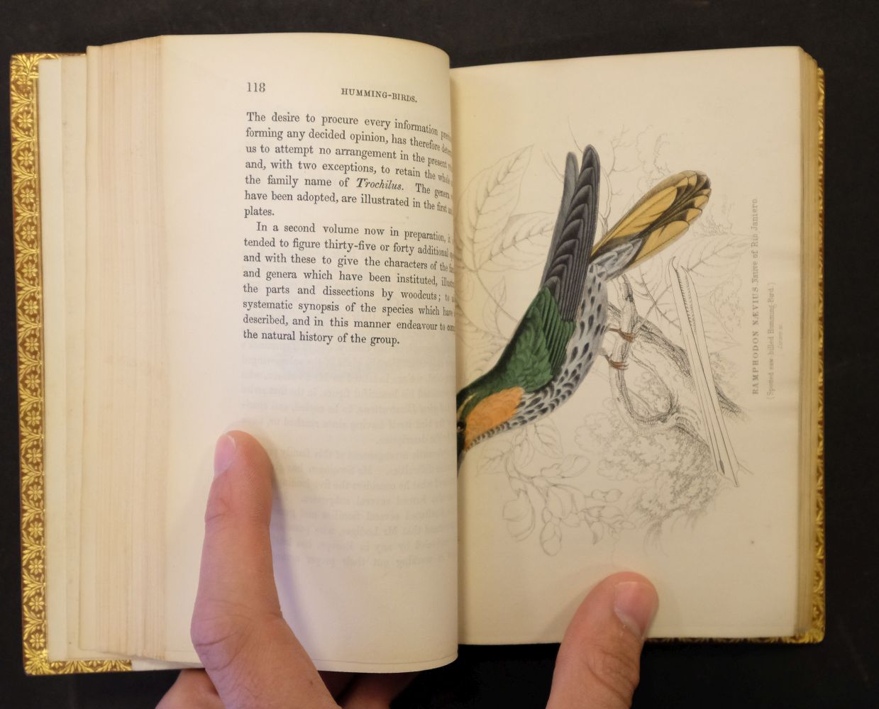Jardine (William). The Natural History of Hummingbirds, - Image 11 of 12