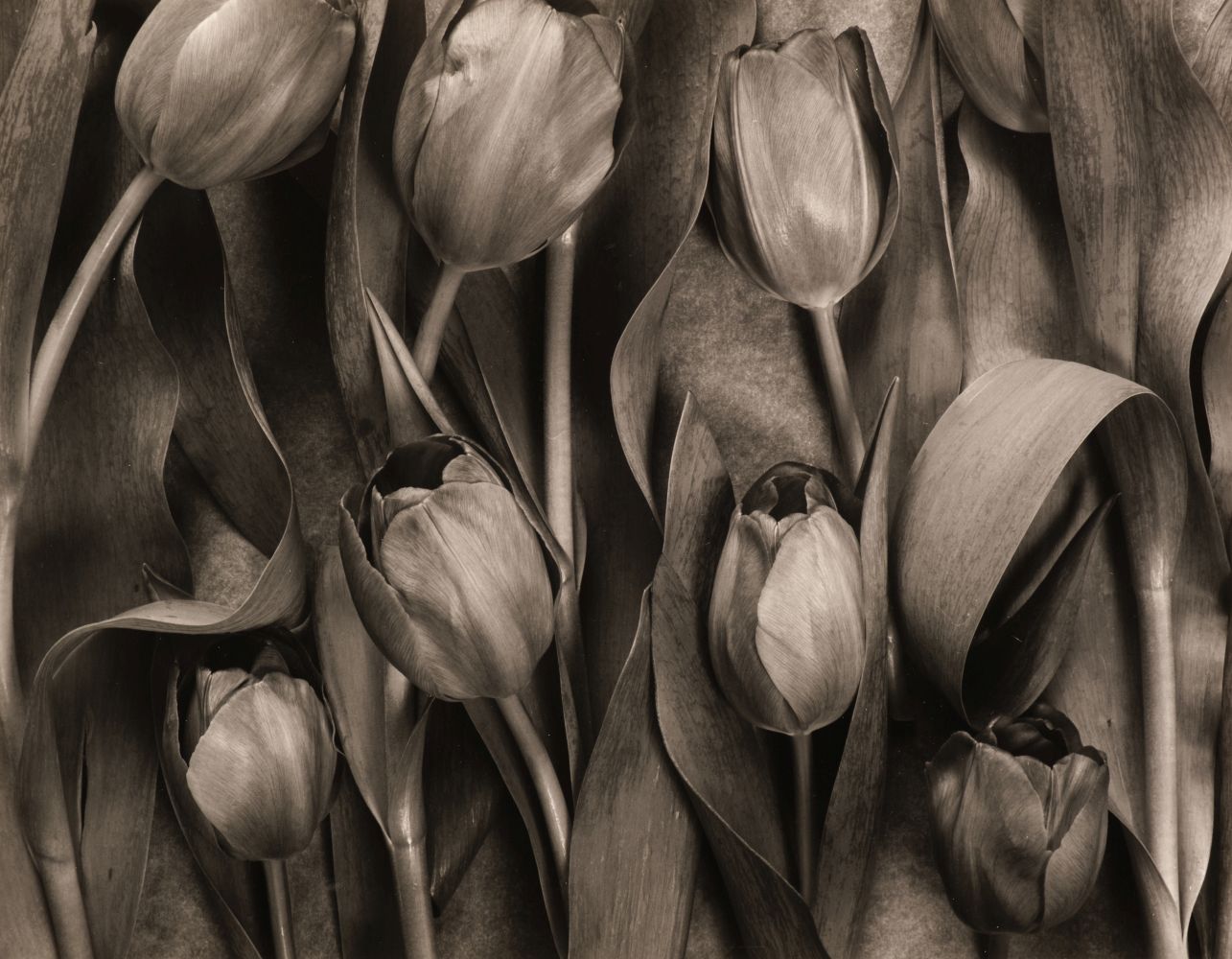* Blakemore (John, 1936-). Tulipa, 1983