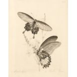 Donovan (Edward & Westwood, John Obadiah) Natural History of the Insects of China, 1838